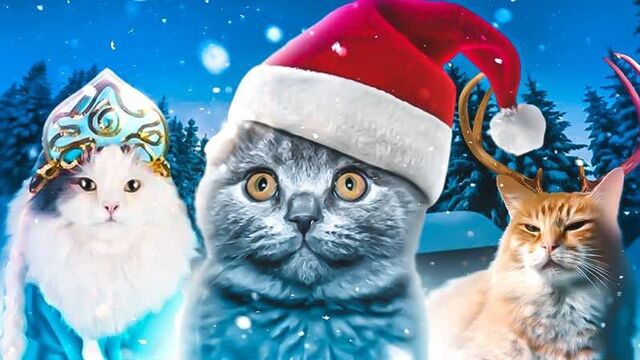 Смешные коты | Подборка за неделю #123