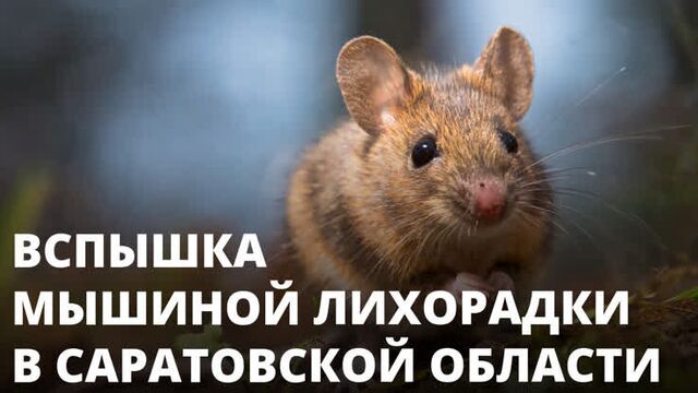 Вспышка мышиной лихорадки в Саратовской области. Что делать?