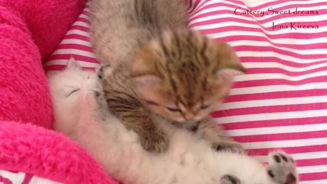 Британские котята игры. Питомник Sweet dreams британских котят шиншилл Благовещенск