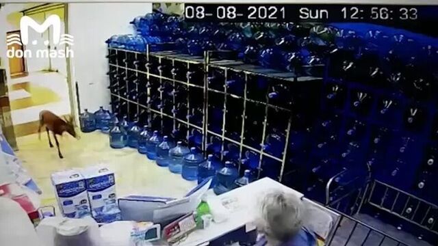 В ростовский магазин ворвался раненый олень