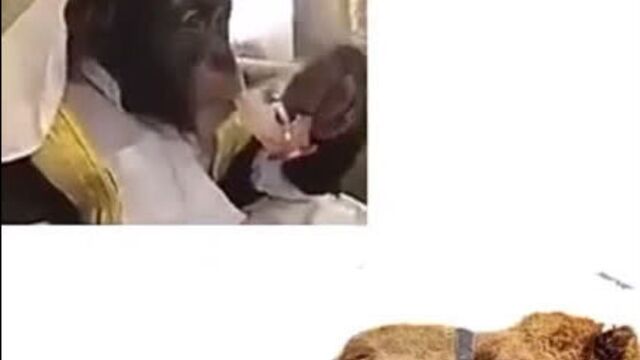 Monkey memes - Arab monke