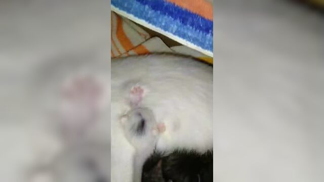 Белла мама и малыши
