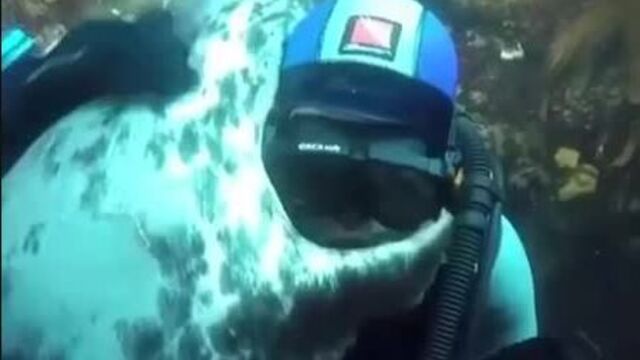 Морские котики любят обнимашки