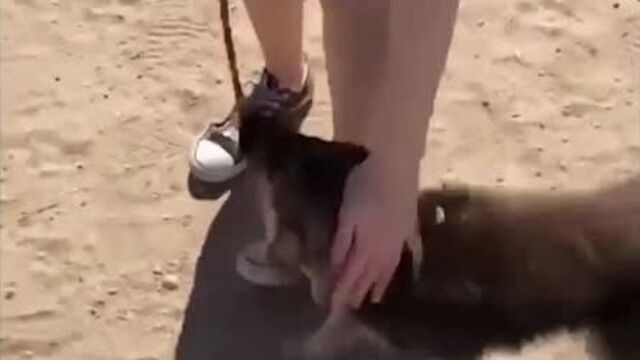 Карликовая немецкая овчарка