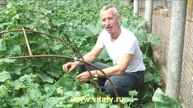 Геморрой. Лечение живым огурцом. Жгучий рецепт от доктора Попова ;-)