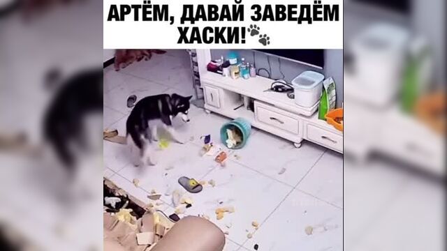 Артем давай заведем Хаски