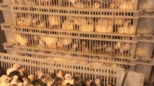 Video by ЛПХ "Ключи" птицеводство в домашних условиях
