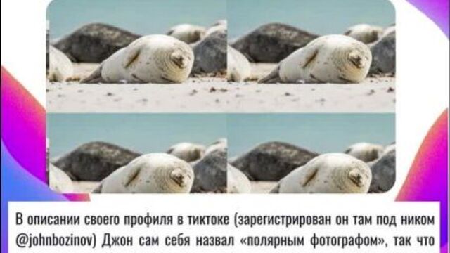 В тиктоке появился ролик с храпящим тюленем. Видео напомнило мем «Бать, тебе нормально?»