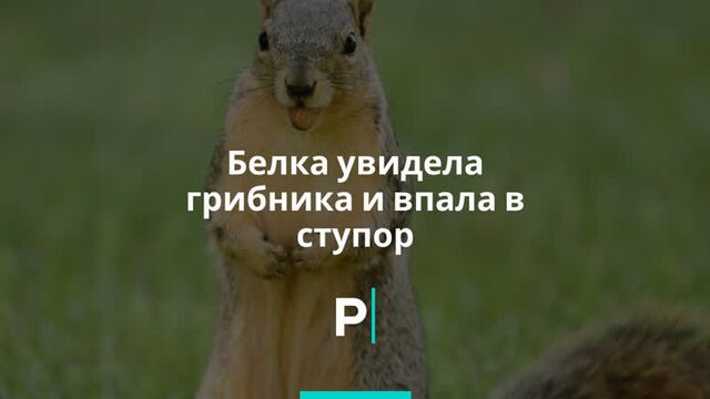 Белка увидела грибника и впала в ступор