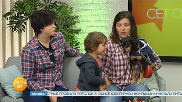 НТРК КАСКАД: В Калининграде пройдет благотворительный фестиваль "Рок в защиту животных"