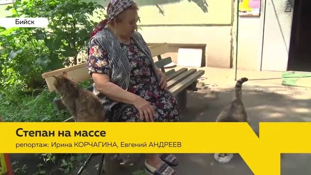 Бийский кот Стёпа покорил интернет своими объемами