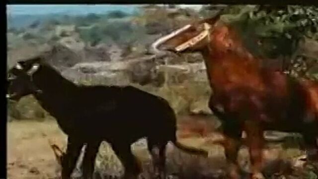 Gay horse x donkey