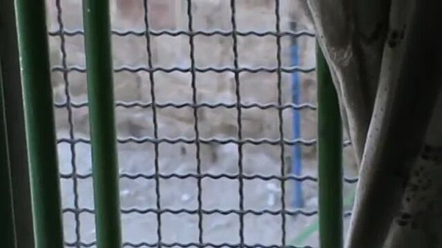 yt1s.com - Hebron border police officer kicks a palestinian child 29062012 raw footage