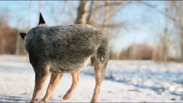 Австралийский хилер Дип (Australian cattle dog Lanveng Shall We Play, 2y.o)