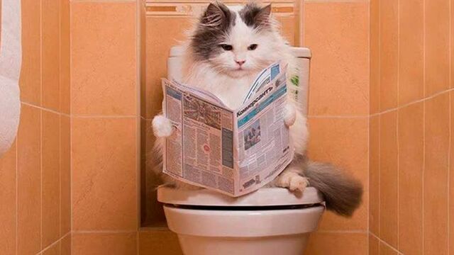 Приколы с животными до слез! Свежие приколы 2022 11! Приколы с котами и кошечками.