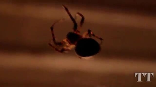 Spider weaving spinning its web. Паук плетет паутину. Spinne