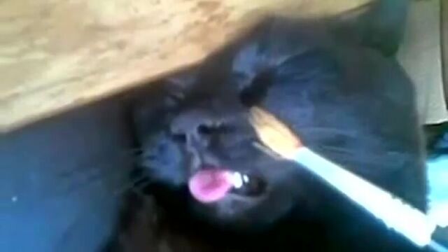 Sneeze and Snot. Sneezing cat. Compilation. Кот чихает. Сопли. Подборка