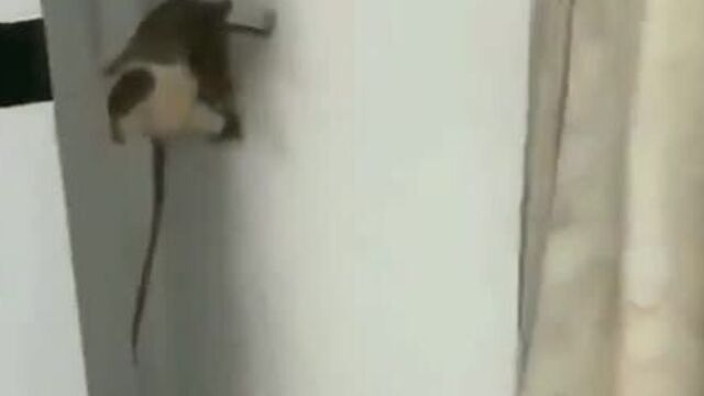 mission impossible)
