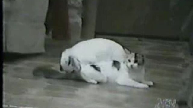 Cele mai tari faze cu sex la animale