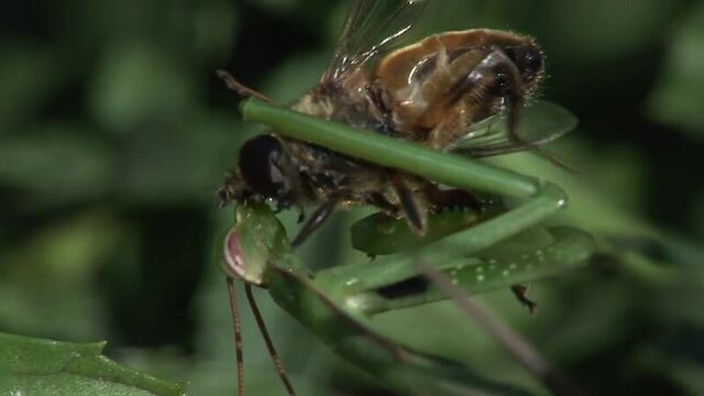 Praying Mantis eats fly alive