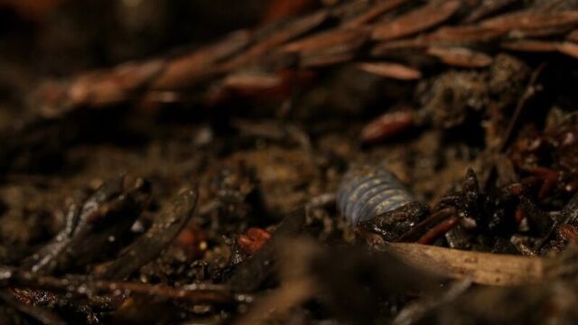 Roly Polies Came From the Sea to Conquer the Earth (Deep Look)