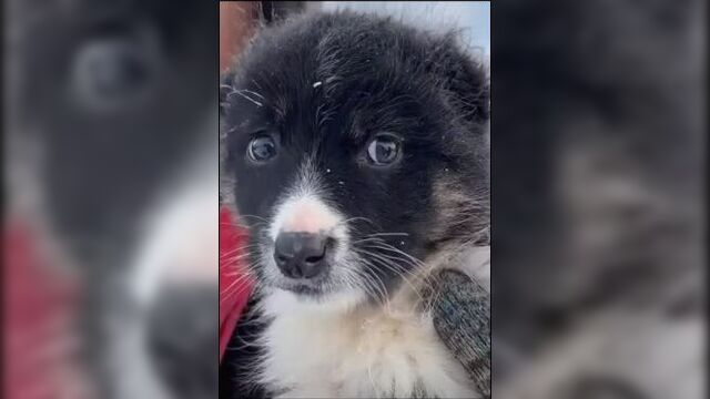 animals.videoo__1640758162822.mp4