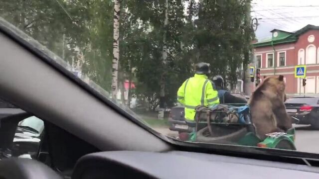 Bear Rides Motorcycle and Waves to People