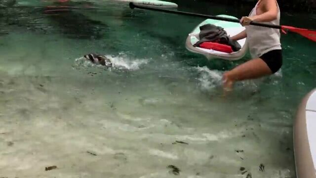 Janna Breslin VS Raccoon