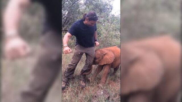Big game hunter trampled to death by elephant in Africa