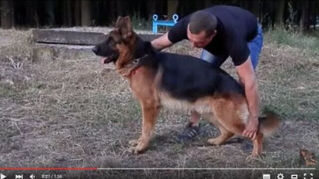Super male German Shepherd. Кобель немецкой овчарки Ципро Шварцез Меер. Одесса.