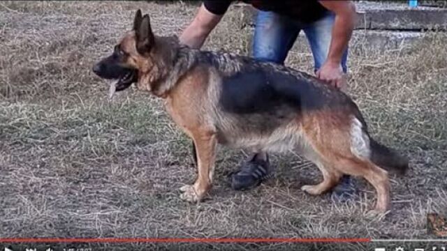 Beautiful female German Shepherd. Немецкая овчарка, 3 года. Одесса.