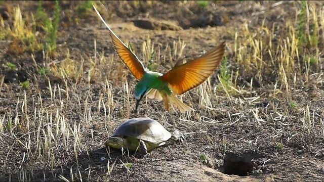 Blue-cheeked Bee-eater vs. European pond turtle.
