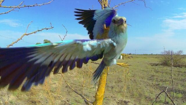 European Roller. Сизоворонка. Coracias garrulus