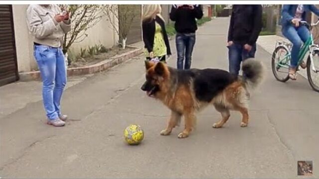 Beautiful and clever male German Shepherd. Немецкая овчарка Буч.Одесса.