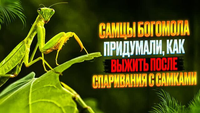 Самцы богомола придумали, как выжить после спаривания с самками