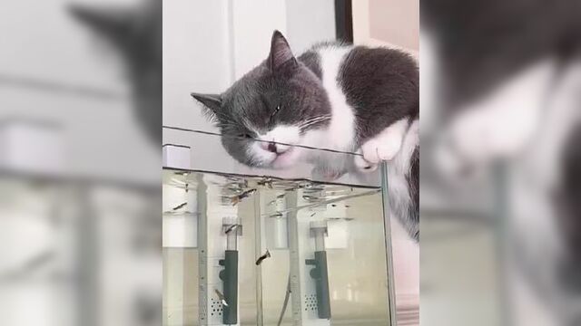 Приколы с кошками. Юмор, приколы, смешные видео, котики, кошки