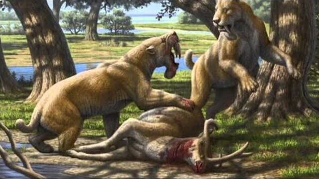 Barbourofelis: The First Sabertooth Predator