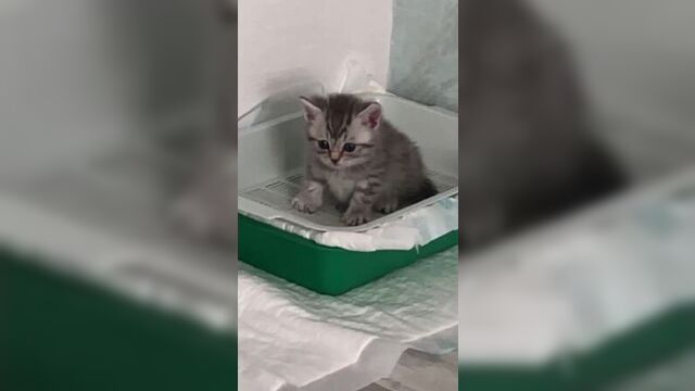 Этот мир абсолютно понятен