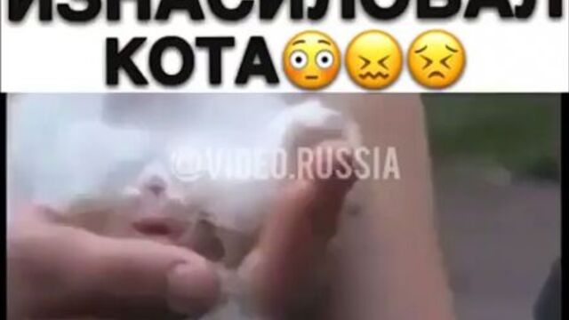 Узбек изнасиловал котёнка