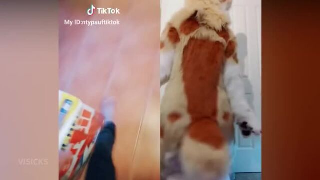 [Visicks] Funny Tik Tok MEMES COMPILATION V9