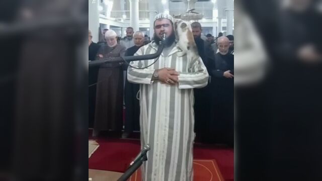 Кот на алжирском намазе