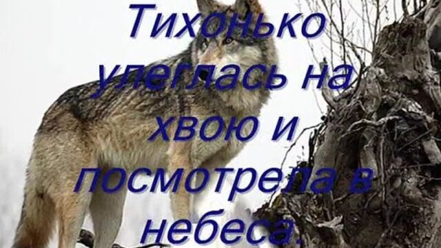 Одинокая волчица