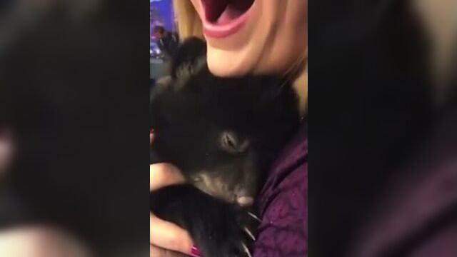 Аманийский боевой медведь мурлычит