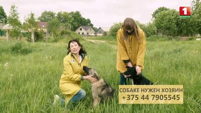 №15 Телеведущая Полина Шуба и её кошка Стася - Лада и Джей ищут хозяев. Путь домой