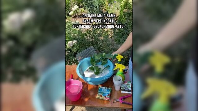 Правила черенкования гортензии (svetlana.rozochkina)