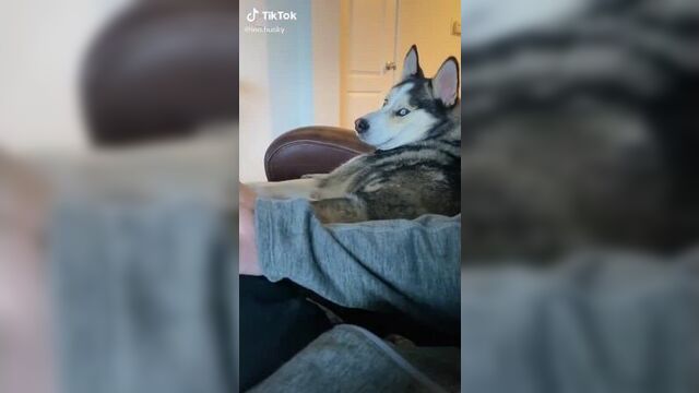 Video by FLUFFY BREAKING NEWS