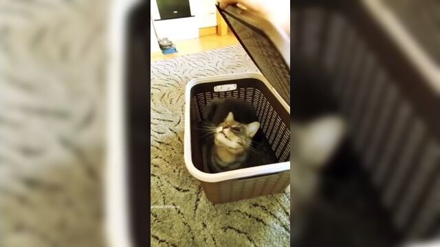 Самые смешные ролики с котиками в одном видео!