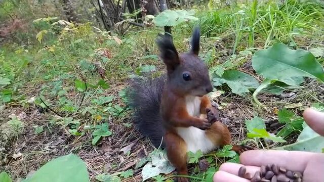 Сэнди Чикс из Спанч Боба сломалась =)