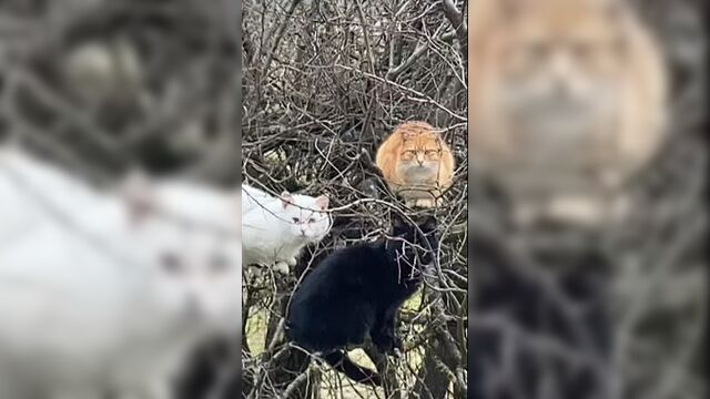 Странные у вас вороны