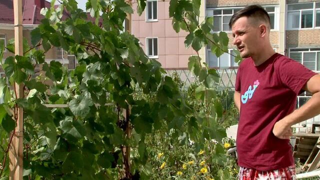 Миасцы собирают урожай винограда